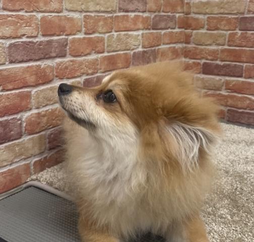 ポメラニアン