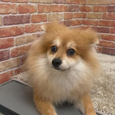 ポメラニアン