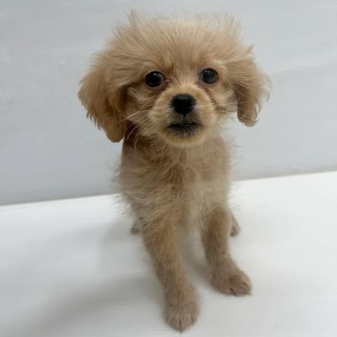 和歌山県のハーフ犬・ミックス犬 (ペットアミ 岩出店/2026年5月25日生まれ/男の子/アプリコット)の子犬の3枚目の画像