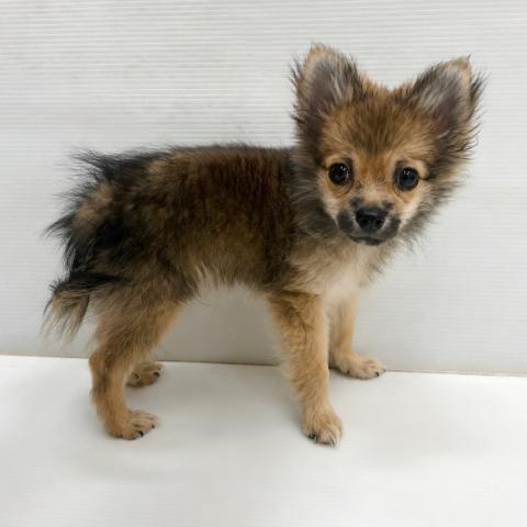 和歌山県のハーフ犬・ミックス犬 (ペットアミ 岩出店/2026年5月6日生まれ/男の子/オレンジ)の子犬の1枚目の画像