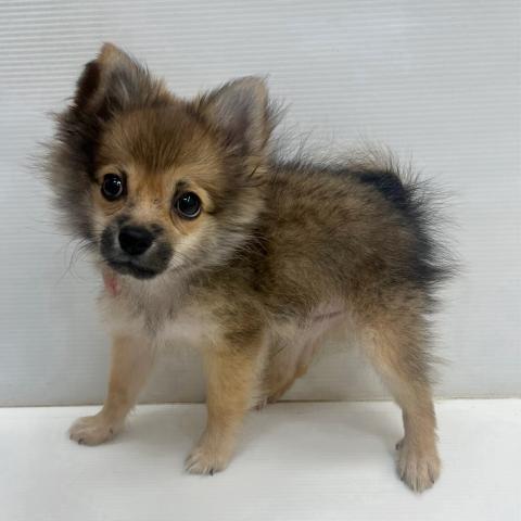 和歌山県のハーフ犬・ミックス犬 (ペットアミ 岩出店/2026年5月6日生まれ/男の子/オレンジ)の子犬の3枚目の画像