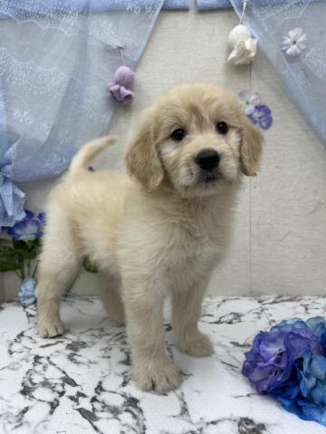 秋田県のハーフ犬・ミックス犬 (ペットアミ 能代東インター店/2026年4月19日生まれ/男の子/ゴールド)の子犬の2枚目の画像