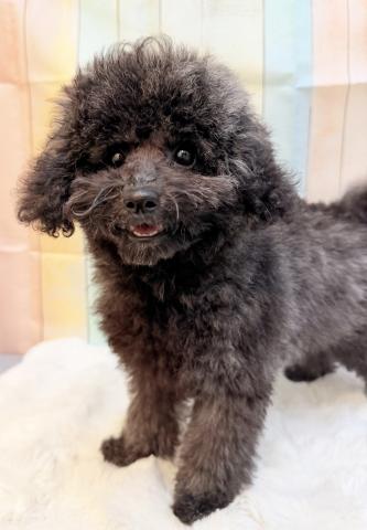 新潟県のトイプードル(トイ) (ペットアミ 十日町店/2026年3月27日生まれ/男の子/シルバー)の子犬の2枚目の画像