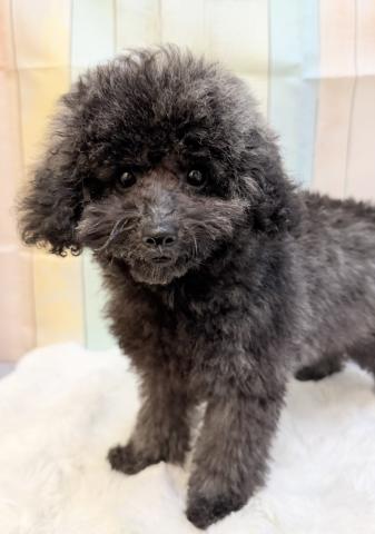 新潟県のトイプードル(トイ) (ペットアミ 十日町店/2026年3月27日生まれ/男の子/シルバー)の子犬の3枚目の画像