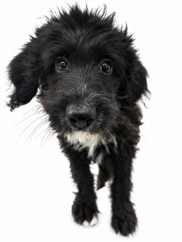 犬ハーフ(スタンダードプードル×アメリカンコッカー)