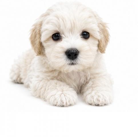 犬ハーフ(マルチーズ×トイプードル)
