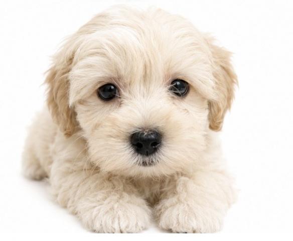 犬ハーフ(マルチーズ×トイプードル)