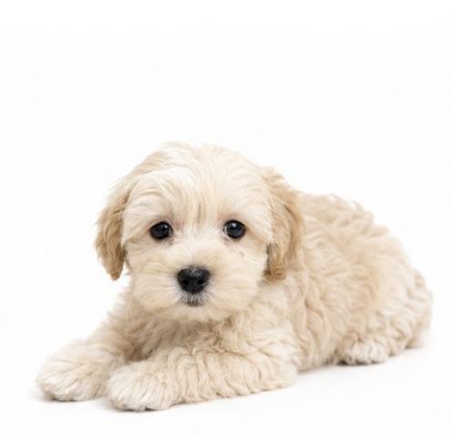 犬ハーフ(マルチーズ×トイプードル)