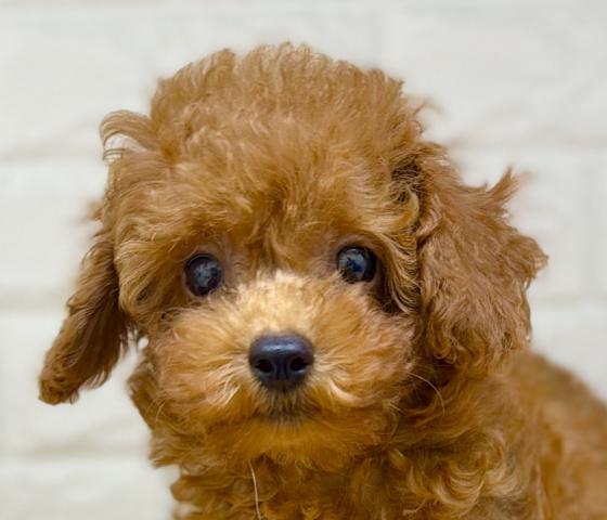 新潟県のトイプードル(トイ) (ペットアミ 小千谷店/2026年5月8日生まれ/男の子/レッド)の子犬の1枚目の画像