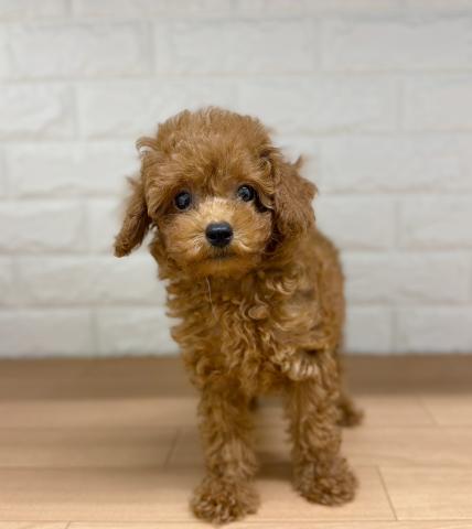新潟県のトイプードル(トイ) (ペットアミ 小千谷店/2026年5月8日生まれ/男の子/レッド)の子犬の2枚目の画像
