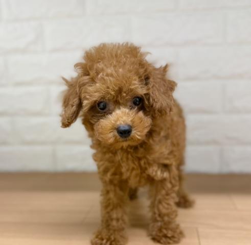 新潟県のトイプードル(トイ) (ペットアミ 小千谷店/2026年5月8日生まれ/男の子/レッド)の子犬の3枚目の画像