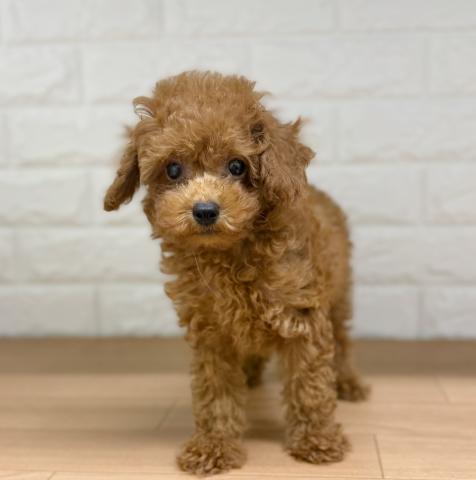 新潟県のトイプードル(トイ) (ペットアミ 小千谷店/2026年5月8日生まれ/男の子/レッド)の子犬の4枚目の画像