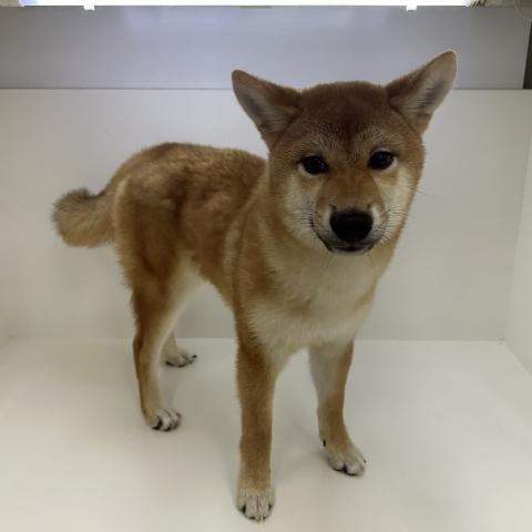 柴犬