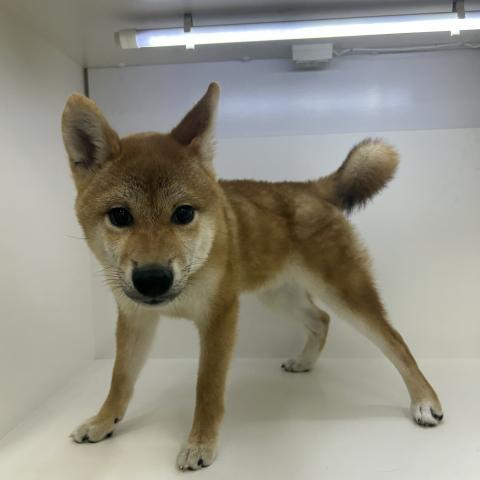 柴犬