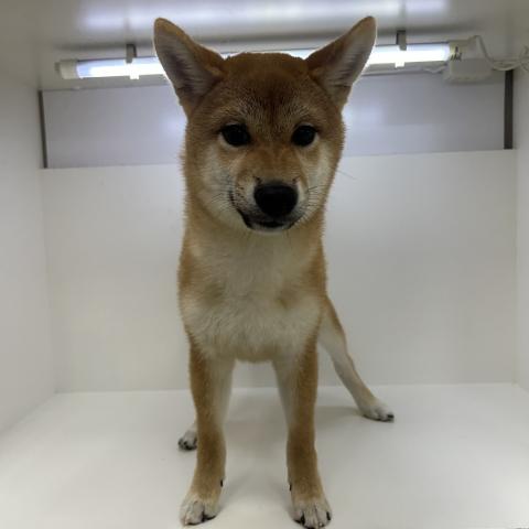 柴犬