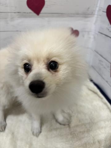 ポメラニアン子犬