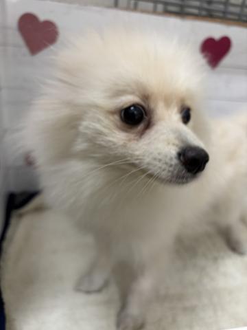 ポメラニアン子犬
