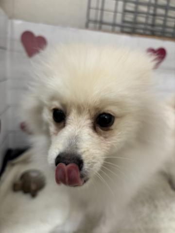 ポメラニアン子犬