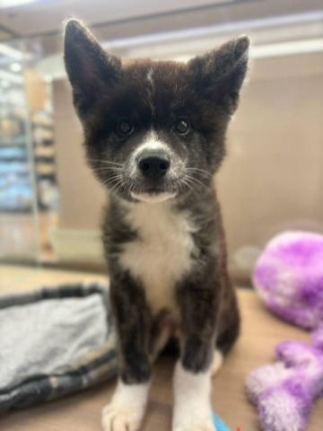 秋田犬