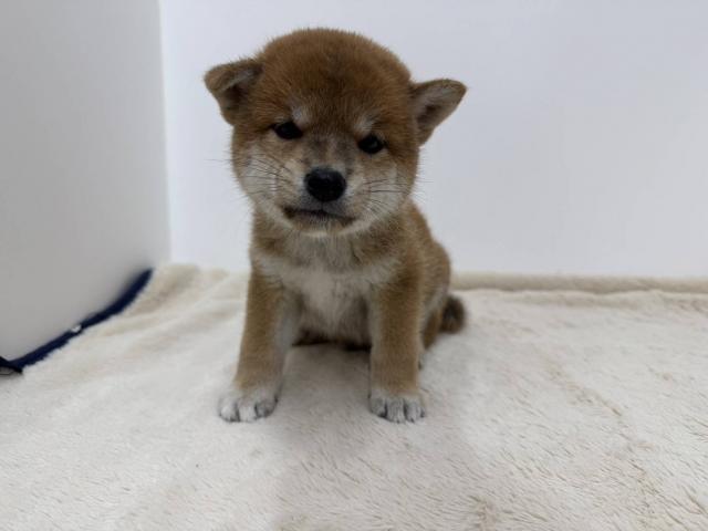 柴犬