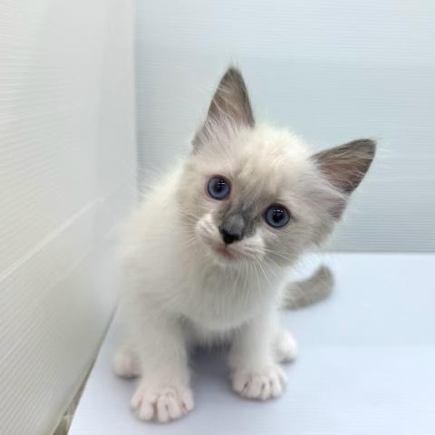 秋田県のラグドール (ペットアミ 本荘インター店/2026年6月26日生まれ/女の子/ブルーポイント)の子猫の4枚目の画像