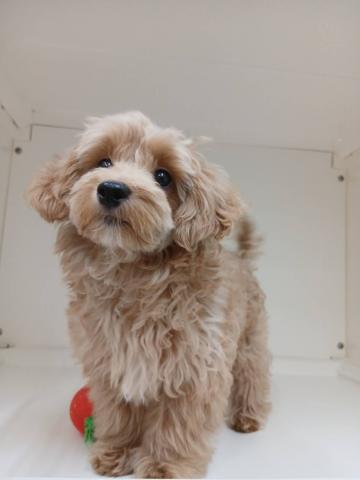 MIXハーフ犬（マルチーズ×トイプードル）
