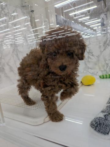埼玉県のトイプードル(トイ) (NICO PET 三郷店/2026年6月11日生まれ/男の子/レッド)の子犬の1枚目の画像
