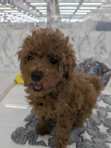 埼玉県のトイプードル(トイ) (NICO PET 三郷店/2026年6月11日生まれ/男の子/レッド)の子犬の2枚目の画像