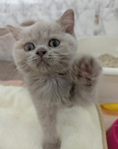 ブリティッシュショートヘア