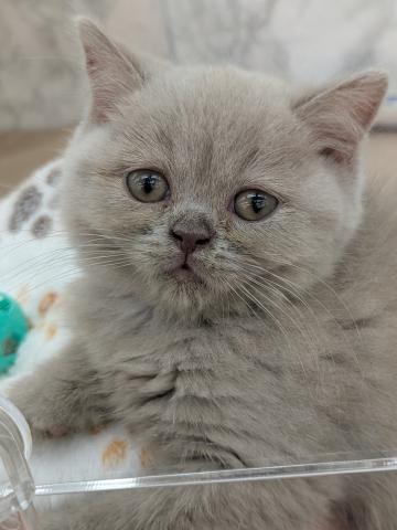 ブリティッシュショートヘア
