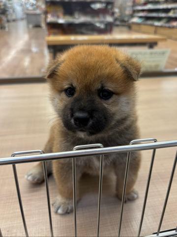 柴犬