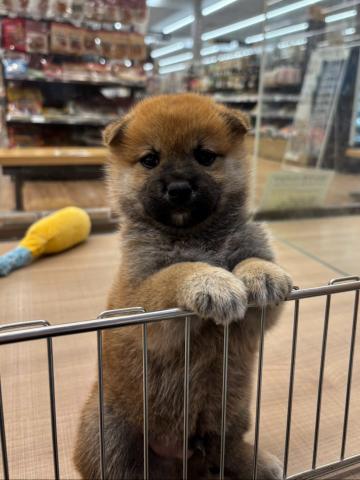 柴犬