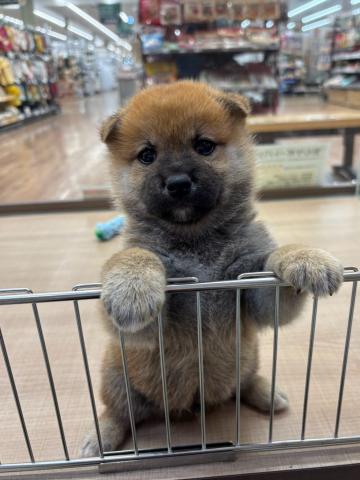 柴犬