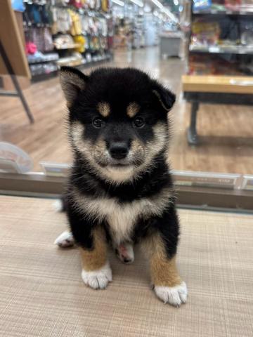柴犬