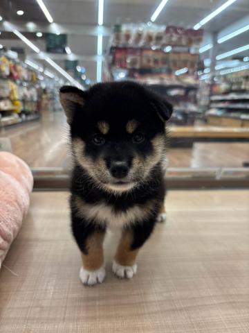 柴犬