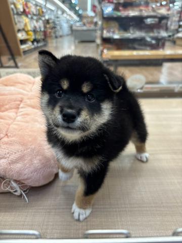 柴犬