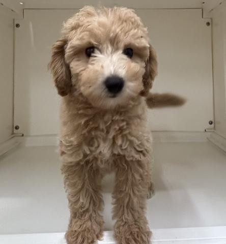 犬ハーフ(トイプードル×ビションフリーゼ)