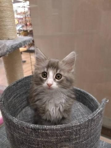 ノルウェージャンフォレストキャット
