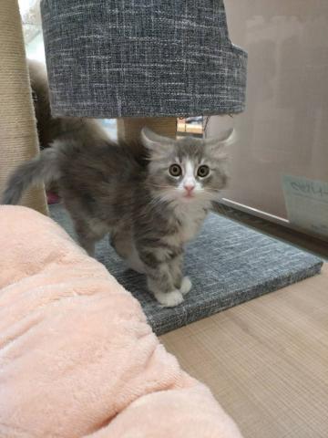 ノルウェージャンフォレストキャット