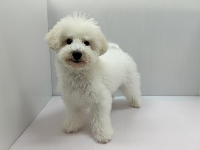 千葉県のハーフ犬・ミックス犬 (ペットアミ 館山店/2026年2月22日生まれ/男の子/ホワイト)の子犬の2枚目の画像