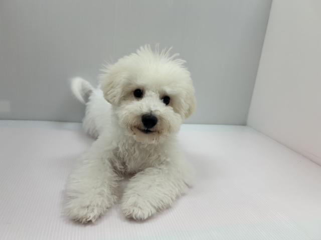 千葉県のハーフ犬・ミックス犬 (ペットアミ 館山店/2026年2月22日生まれ/男の子/ホワイト)の子犬の3枚目の画像