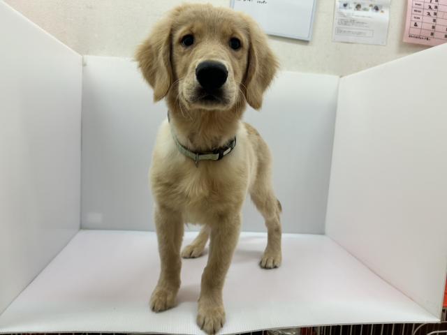 千葉県のゴールデンレトリバー (ペットアミ 館山店/2026年4月20日生まれ/男の子/ゴールド)の子犬の2枚目の画像