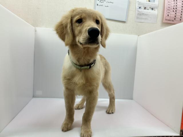 千葉県のゴールデンレトリバー (ペットアミ 館山店/2026年4月20日生まれ/男の子/ゴールド)の子犬の3枚目の画像