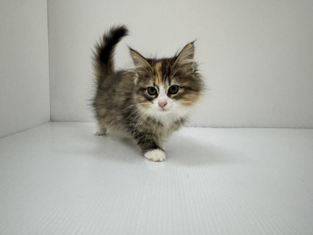 ノルウェージャンフォレストキャット