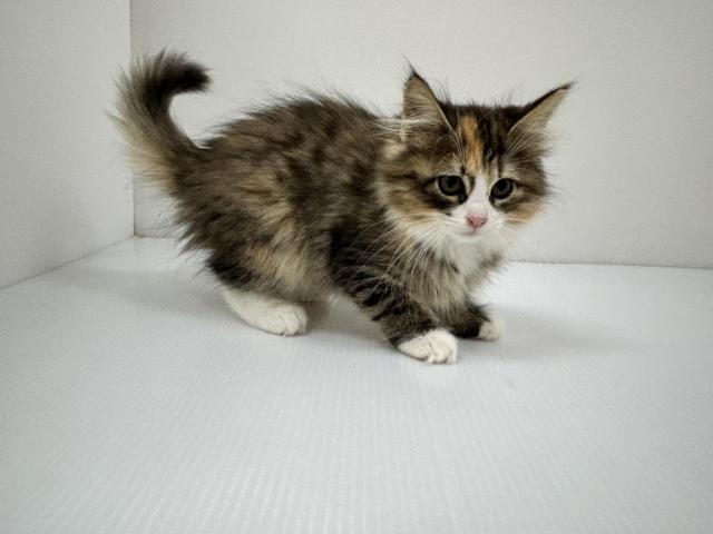 ノルウェージャンフォレストキャット