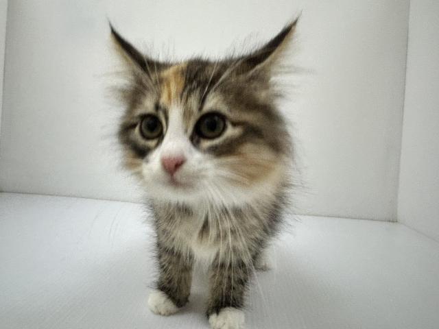 ノルウェージャンフォレストキャット