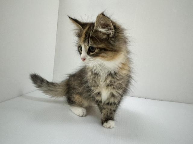 ノルウェージャンフォレストキャット