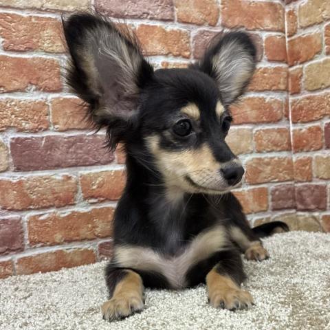 MIX