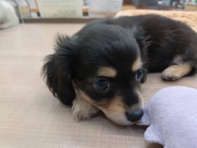 MIXチワックス