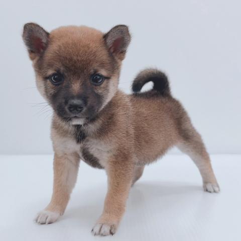 豆柴犬